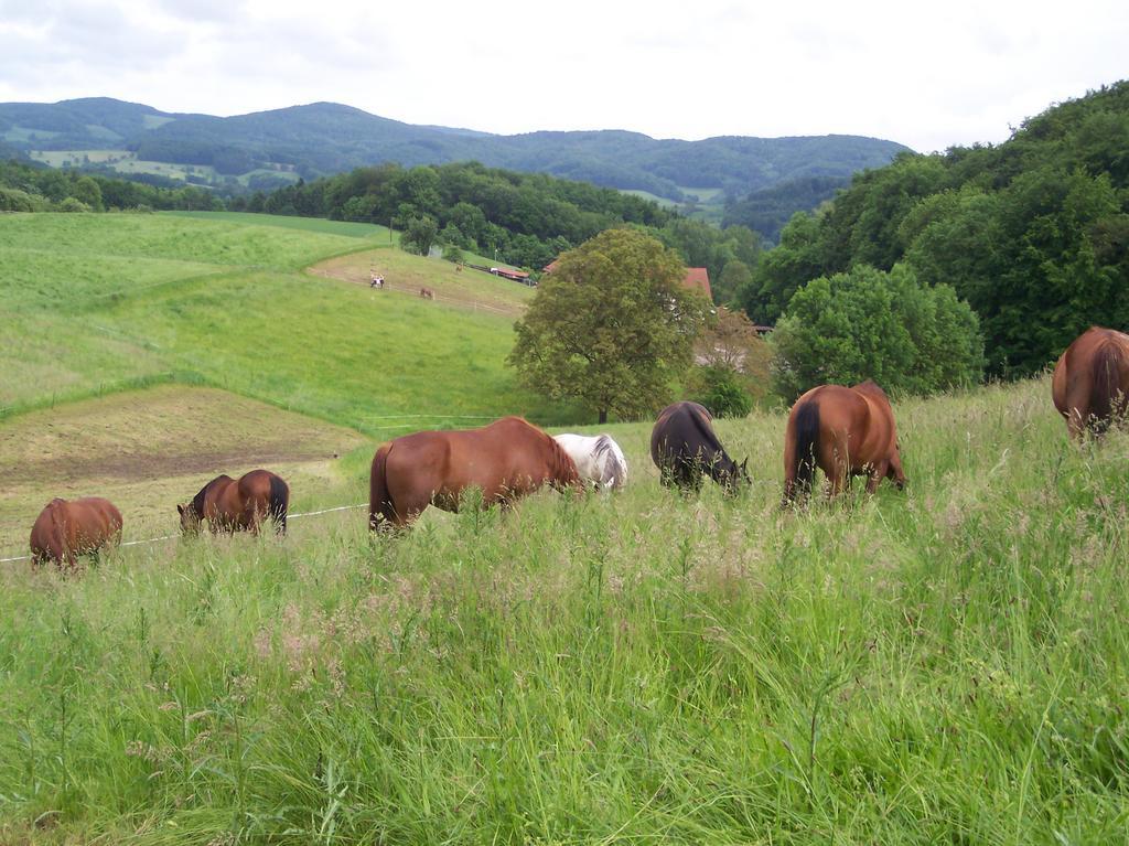 Pferdehof Und Wanderreitstation Doersam Βίλα Mörlenbach Εξωτερικό φωτογραφία